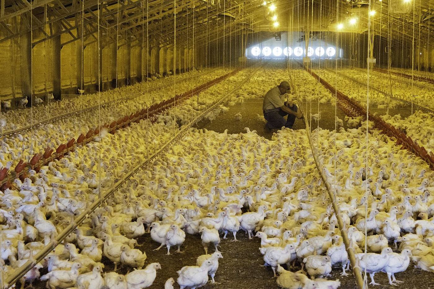 A modern broiler house with feeder lines
