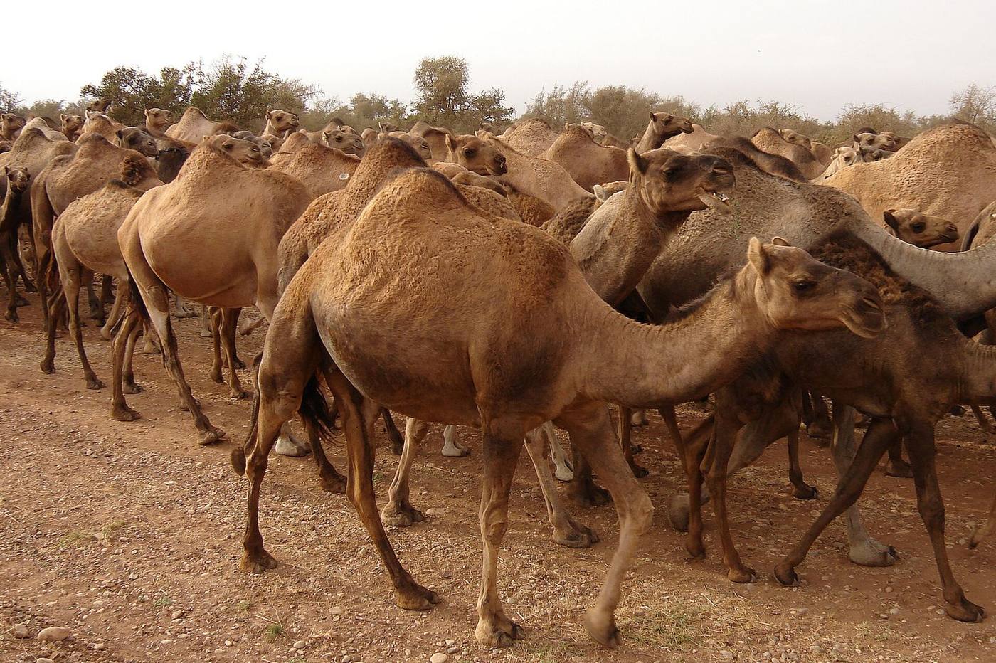 Camels