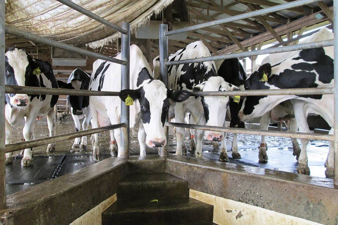 Dairy cows waiting in a milking parlour
