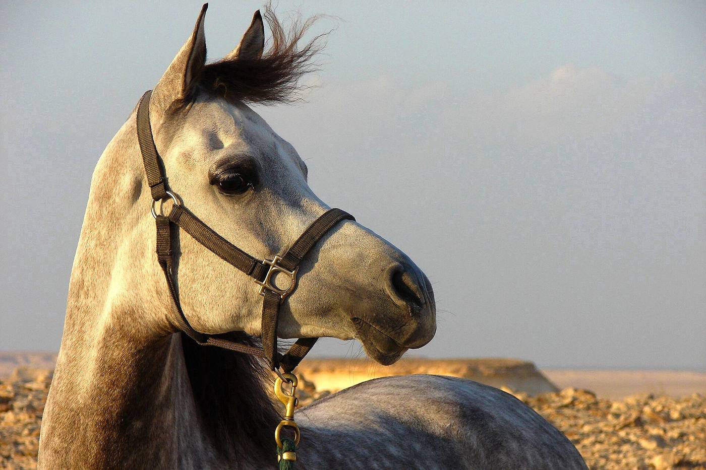 Horses