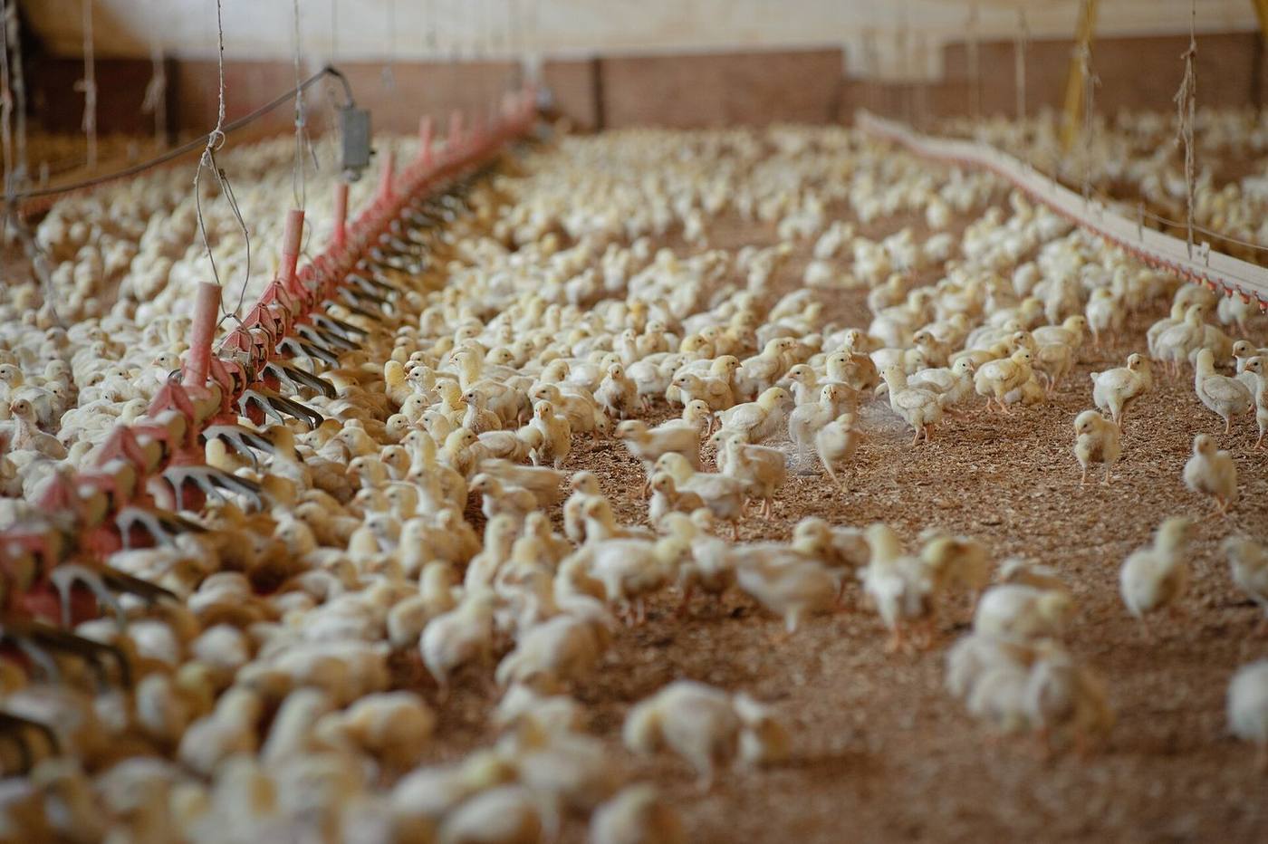 Chicks in a broiler house