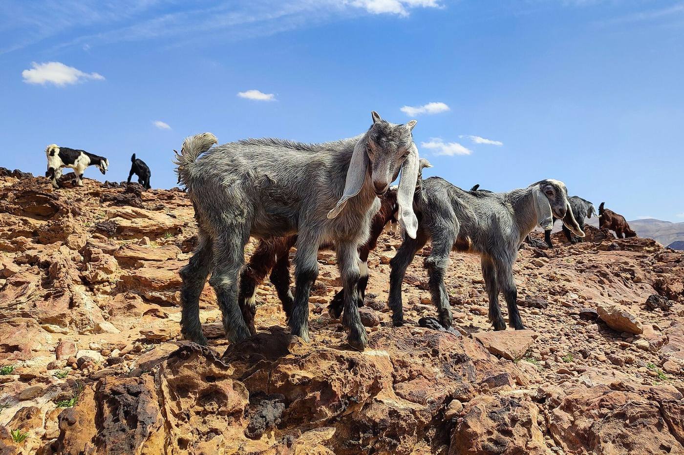 A herd of goats in the Jordanian desert near the Dead Sea