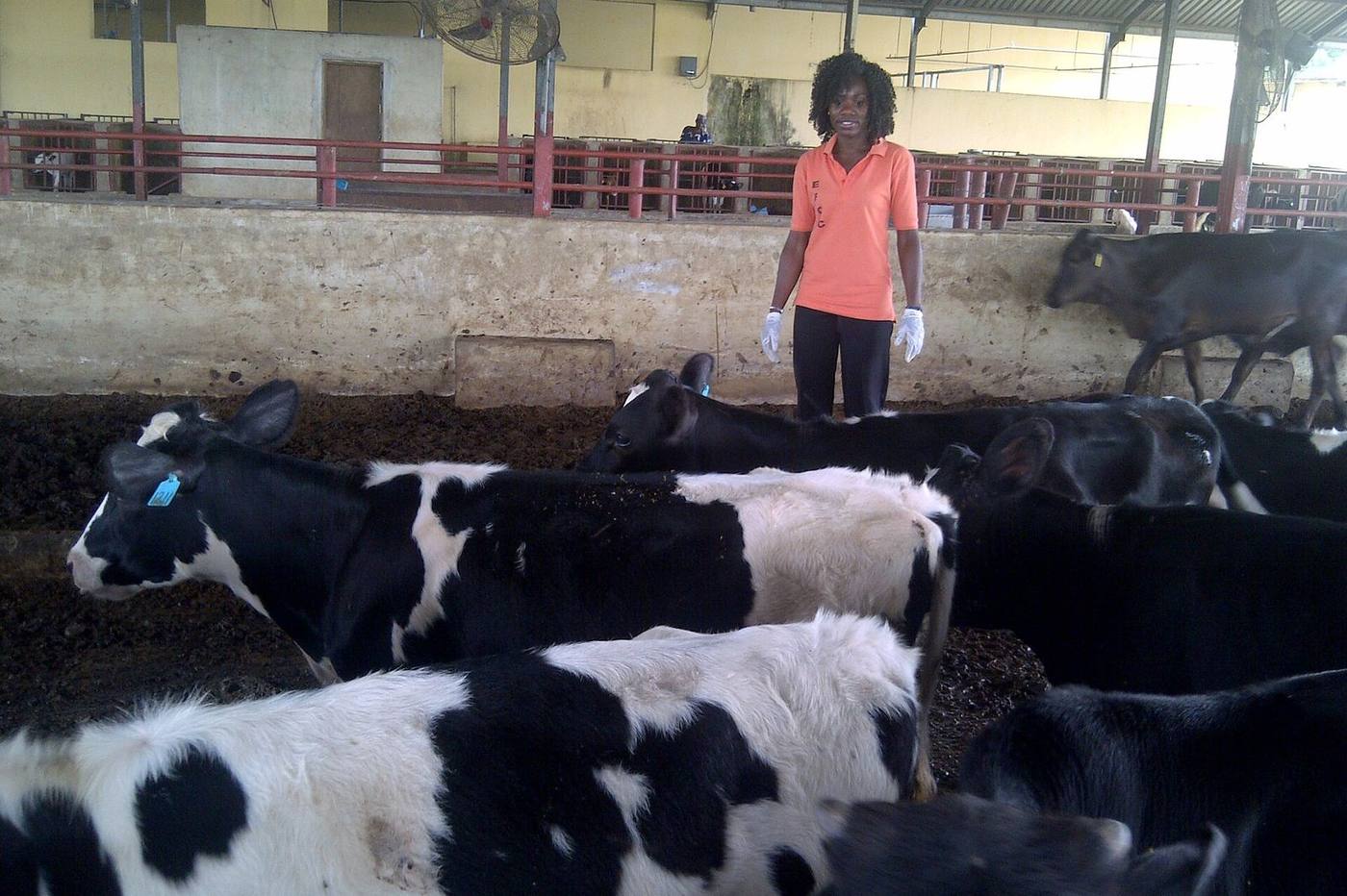 Cattle in a barn with a veterinarian