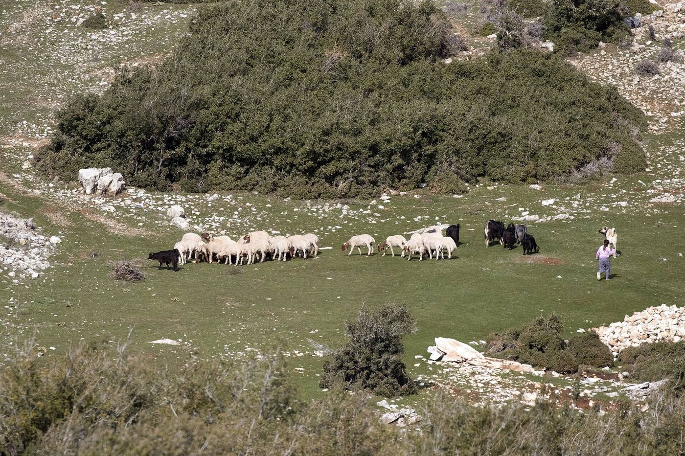 A sheep flock on the range