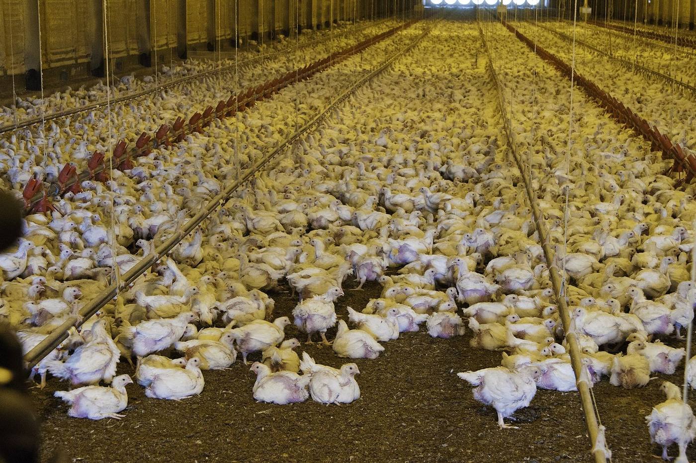 Inside a broiler house