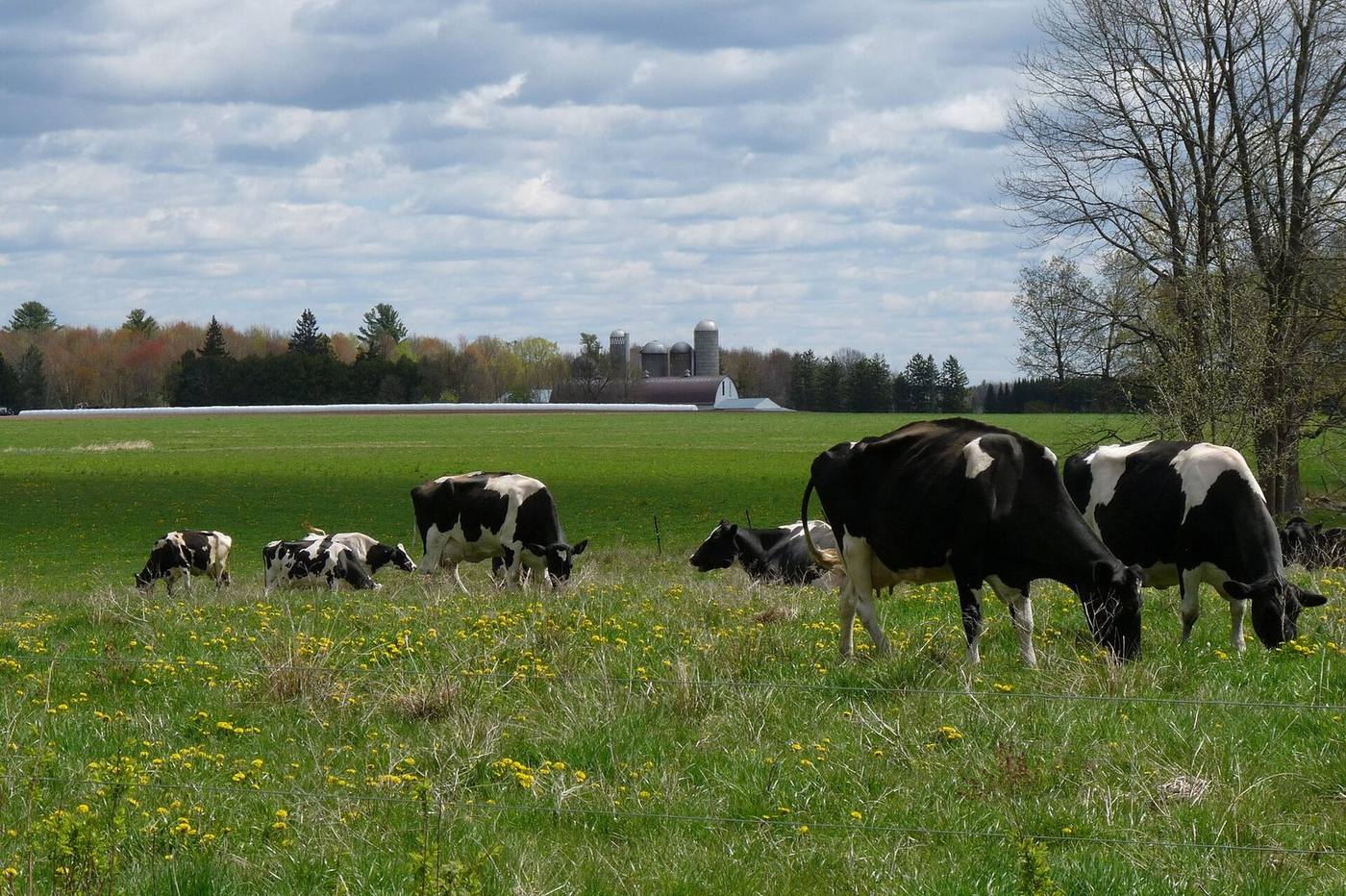 Dairy cows grazing