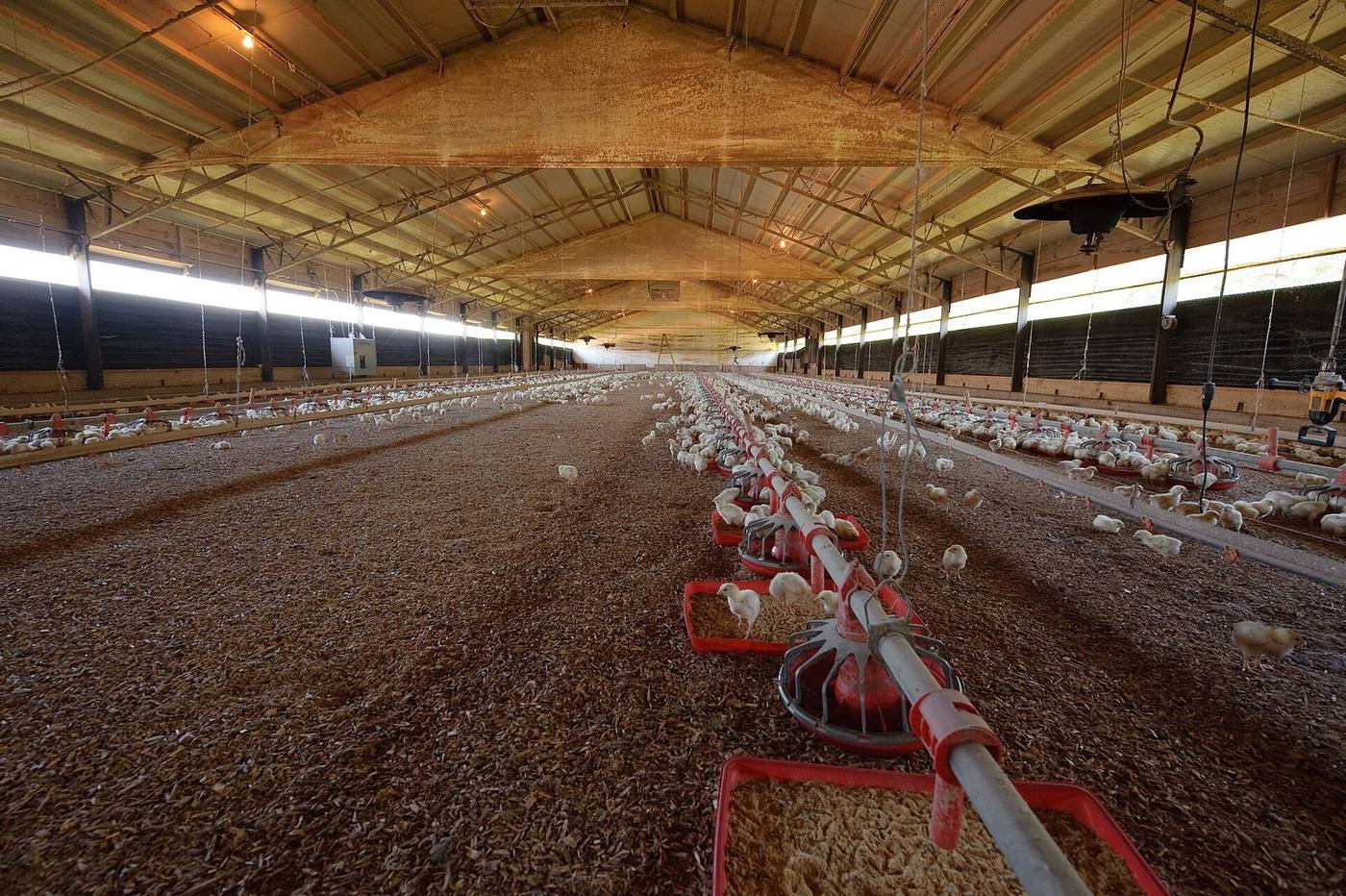 A modern broiler house with feeder lines