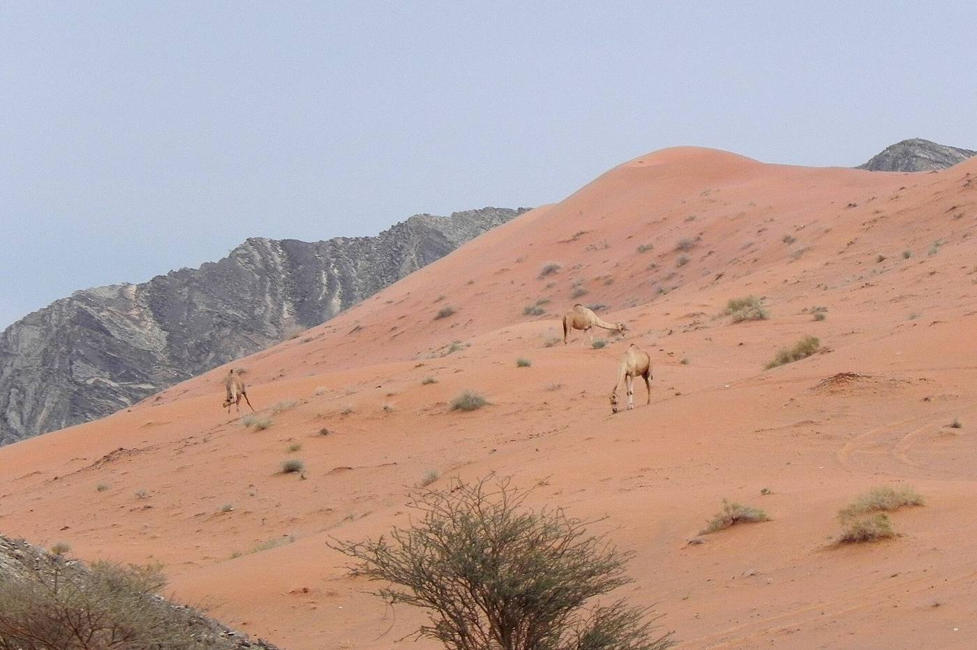 Camels in the desert